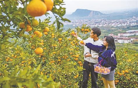 立足柑橘产业，三峡橘乡田园综合体如何成为国家级田园综合体？_项目