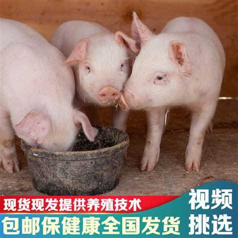 长白猪猪仔多少钱一头 大型养猪场 哪里有卖二元猪的-258jituan.com企业服务平台