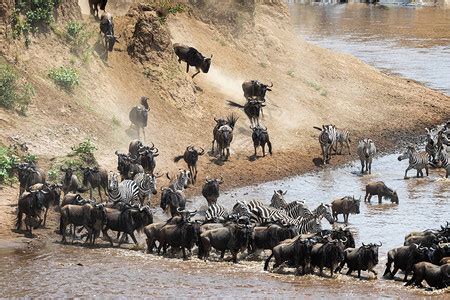 在非洲肯尼亚的野生动物和斑马大群中高清图片下载-正版图片502870709-摄图网