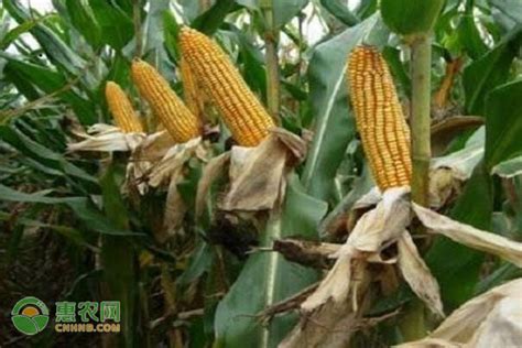 极早熟玉米品种有哪些？ - 惠农网