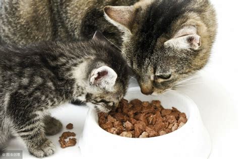 猫咪可以吃牛肉吗（盘点猫咪可以吃哪些肉） - 胖萌舍宠物网