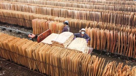广西来宾：板材产业助力乡村振兴-人民图片网