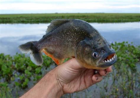 亚马逊河的食人鱼究竟有多可怕？不仅胆小，还有众多天敌