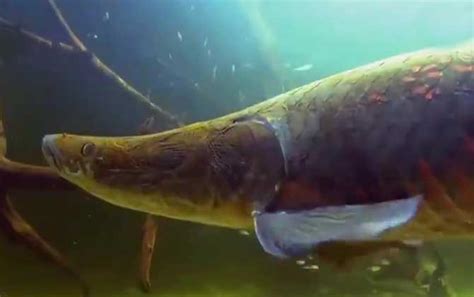 探钓亚马逊河流域神秘巨兽——巨骨舌鱼 - 知乎