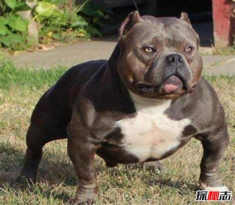 恶犬图片