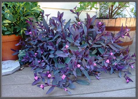 九种养在室内的紫色盆栽观叶植物，整个室内显得特别神秘、多彩