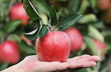 五日苹果减肥法 这样吃让你健康瘦_知秀网