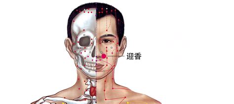 迎香穴位置图图片