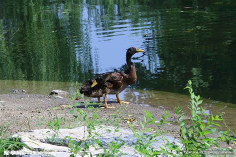 湖上的野鸭子在河里鸭子在河边游泳野鸭高清图片下载-正版图片506486247-摄图网