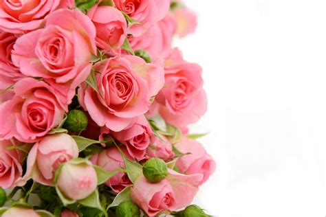 粉色的花图片-鲜粉色的花素材-高清图片-摄影照片-寻图免费打包下载