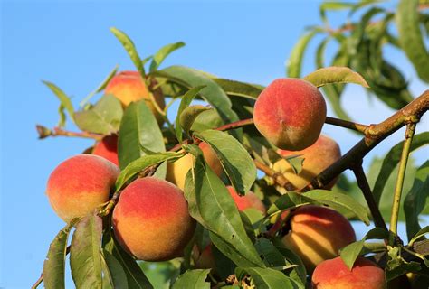 华盛顿雅基玛谷桃子丰收9千吨 夏季高温带来更多糖分 | 国际果蔬报道