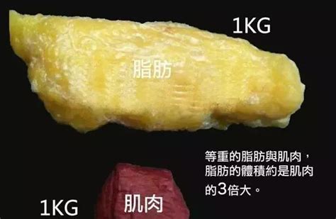 脂肪图片