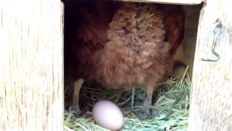 你有见过一只母鸡下蛋的整个过程吗？这也太神奇了