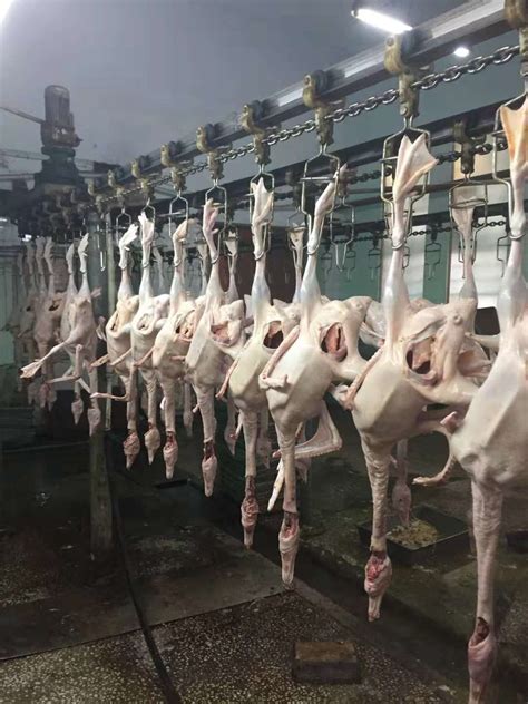 番禺大石屠宰场日均生猪屠宰量7000多头，市场肉类供应有保障|屠宰场|生猪|肉品_新浪新闻
