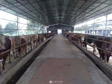 广东肇庆高要130亩生态养殖农场 转让-肇庆市土地转让-3fang土地网