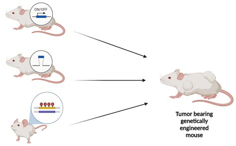 人源化（基因工程）小鼠模型