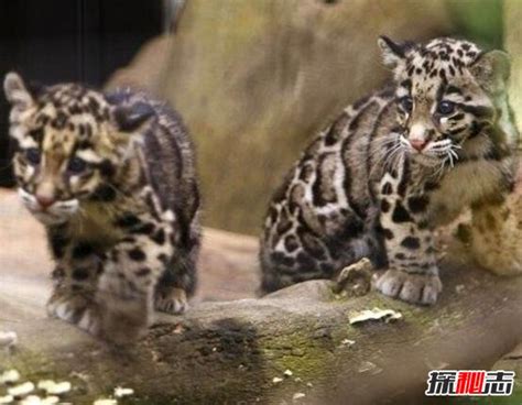 被确认灭绝36年的台湾云豹，如今又再次现身，到底是什么情况？