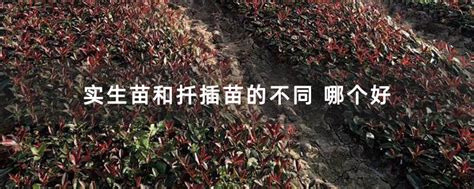 实生苗和组培苗有何区别 哪个好-种植技术-中国花木网