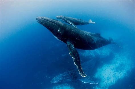 蓝鲸,两只动物,观看鲸鱼,鲸,自然,水平画幅,无人,绘画插图,巨大的,水下摄影素材,汇图网www.huitu.com
