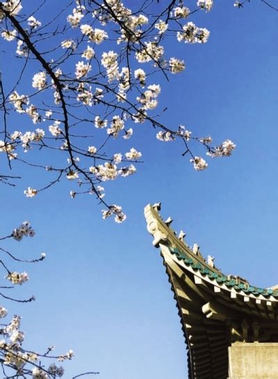 2021武汉大学樱花开放期间预约-2021武汉大学樱花开放期间预约官方（暂未上线） v1.0 - 浏览器家园