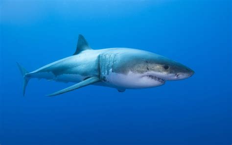 Portrait Weißer Hai Foto & Bild | tiere, wildlife, fische Bilder auf ...