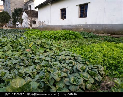 村民家的家庭式小菜园,蔬菜,植物花草,摄影素材,汇图网www.huitu.com