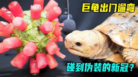 重庆发现巨型怪龟 几乎是“无敌”状态_城市_中国小康网
