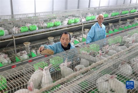肉兔养殖技术、如何缩短肉兔的生长周期？ - 养兔 - 蛇农网