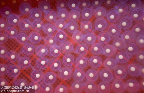 卵蛋网图解图片