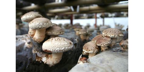 东北特产富农野生食用菌盐渍松蘑厂家直供点柄粘窝子出口品质-阿里巴巴