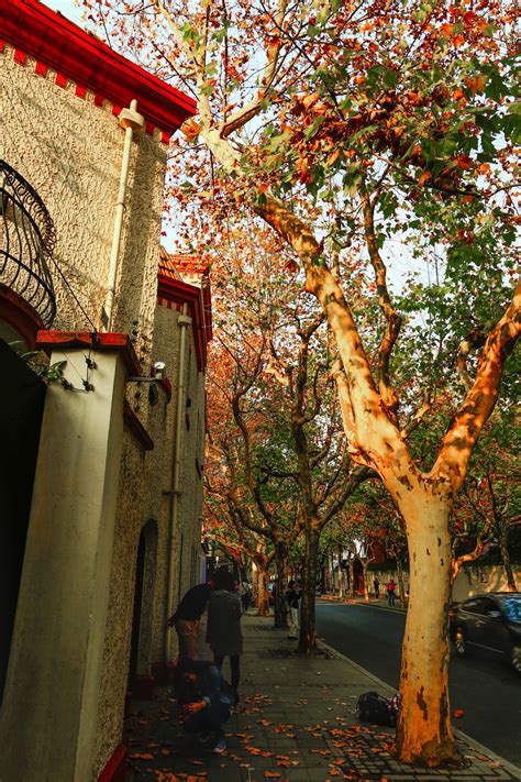 【秋天的上海街景摄影图片】上海武康路风光摄影_太平洋电脑网摄影部落