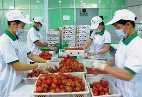巴基斯坦水果商看好出口中国市场前景 | 国际果蔬报道