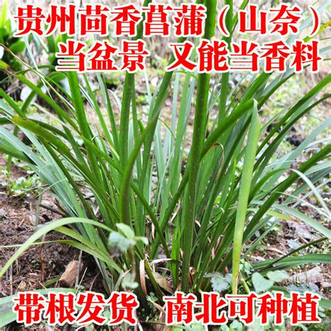 沙姜苗图片