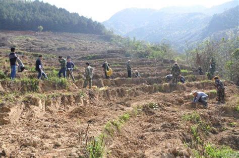黄柏树苗种植方法和注意事项-种植技术-中国花木网