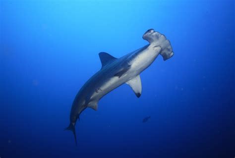 小虎鲨勇斗大一半的牛鲨、无沟双髻鲨，大获全胜！|加勒比|牛鲨|虎鲨_新浪新闻