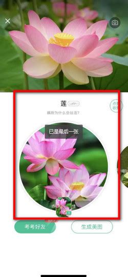 花伴侣——花卉识别利器！ |App|识花|拍照识花|花卉