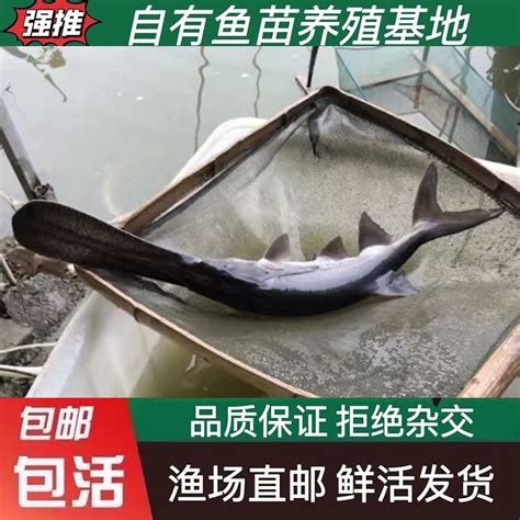 鲟龙鱼_湖南湖源渔业有限责任公司
