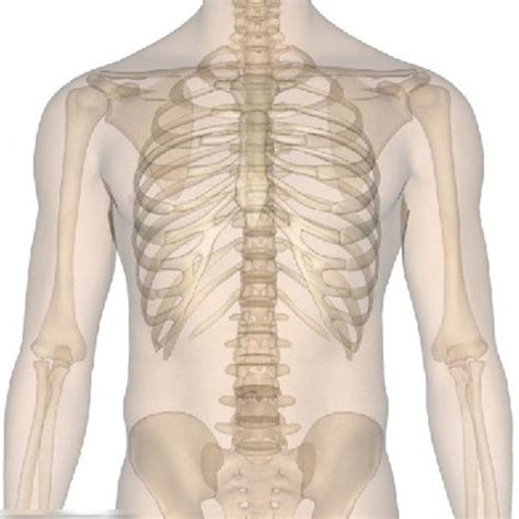 3D人体解剖示意图-人体解剖图,_医学图库