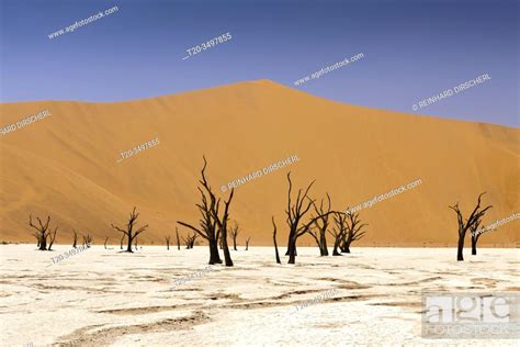 Dead Acacia Trees in Deadvlei Pan, Namib Naukluft Park, Namibia, Stock ...