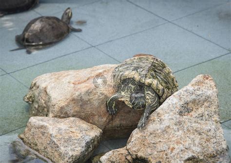 在公共池塘中发现的陆龟高清图片下载-正版图片506202747-摄图网