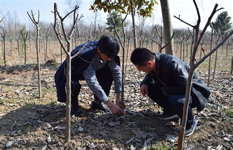 园林工程苗木规格测量计算方法-种植技术-中国花木网