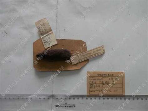 黑齿鼩鼱 Blarinella quadraticauda - 物种库 - 国家动物标本资源库
