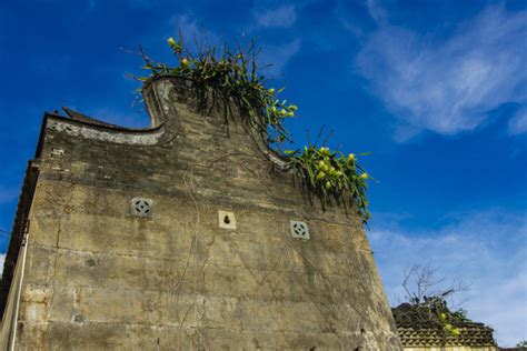 墙头草图片