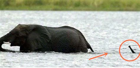 小象跟着象妈妈过河，小象：妈妈水深吗？象妈妈：不深刚到大腿！|小象|大腿|水深_新浪新闻