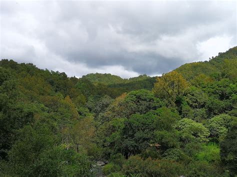 海南岛之“肺”——五指山国家级自然保护区_植物