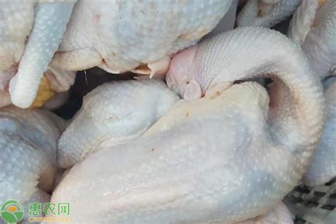 中国十大名鸡品种排行榜，你认识几种？_巴拉排行榜