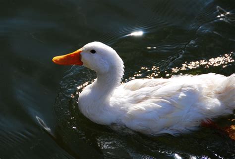 鸭子的外貌特征和特点，鸭子有几只脚-农百科