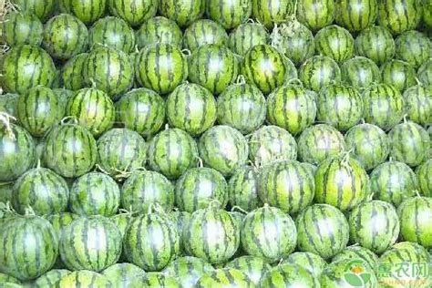 2020年西瓜价格多少钱一斤？影响西瓜价格变化因素分析 - 惠农网