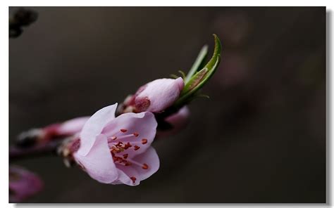 春天来了，桃花梨花开了|摄影|风光|jiangyixiao - 原创作品 - 站酷 (ZCOOL)