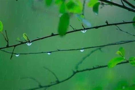 关于雨的诗句古诗8首，细雨绵绵，满满的诗情画意！ | 说明书网